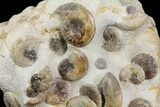 Fossil Ammonite (Leioceras) Cluster - Dorset, England #171253-2